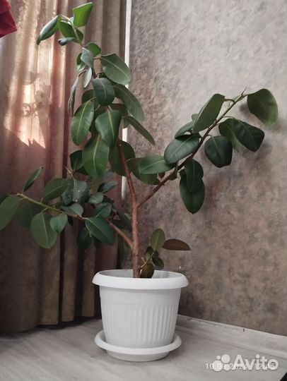 Фикус