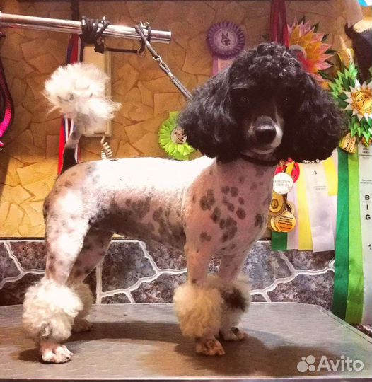 Стрижка и триминг собак