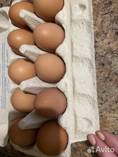 Домашние куриные яйца