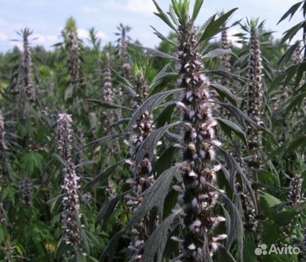 Семена пустырника