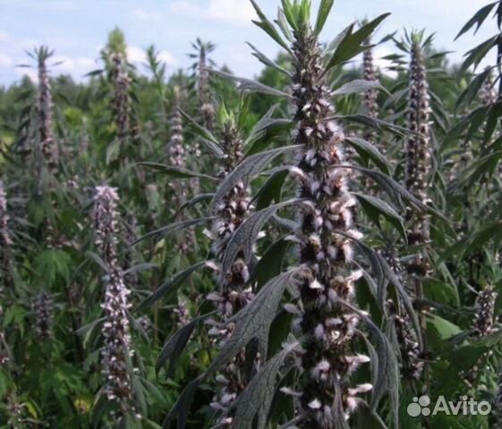 Семена пустырника