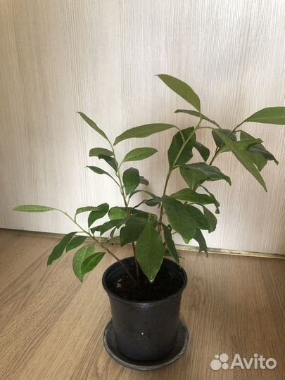 Фикус гинсенг