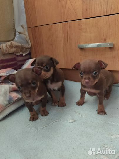 Мини той-терьер