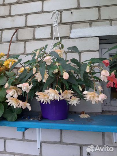 Бегония ампельная