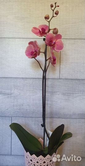 Сортовая орхидея Narbonna