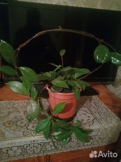 Комнатные растения и их укорененные отростки