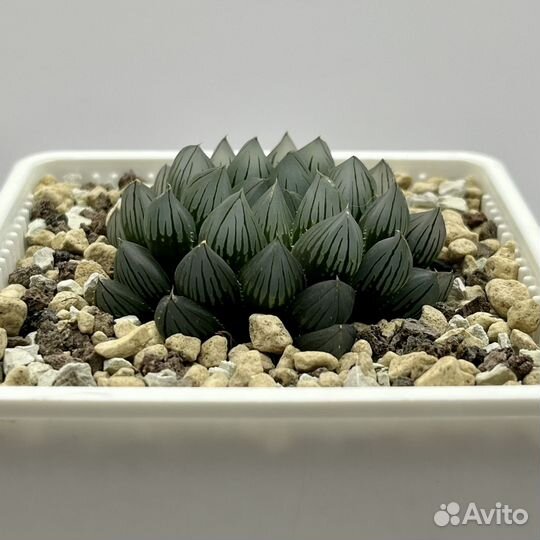 Haworthia cooperi