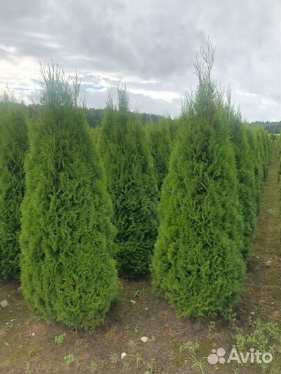 Туя 2м