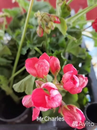 Герань пеларгония