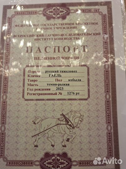 Кобылка русский тяжеловоз