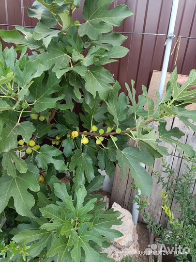 Инжир и гранат