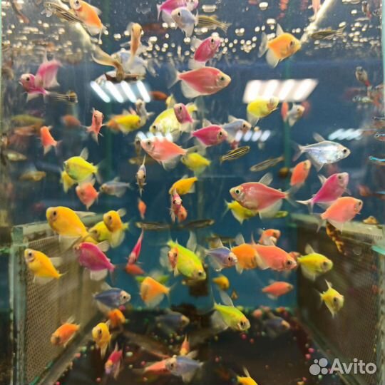 Аквариумные рыбки