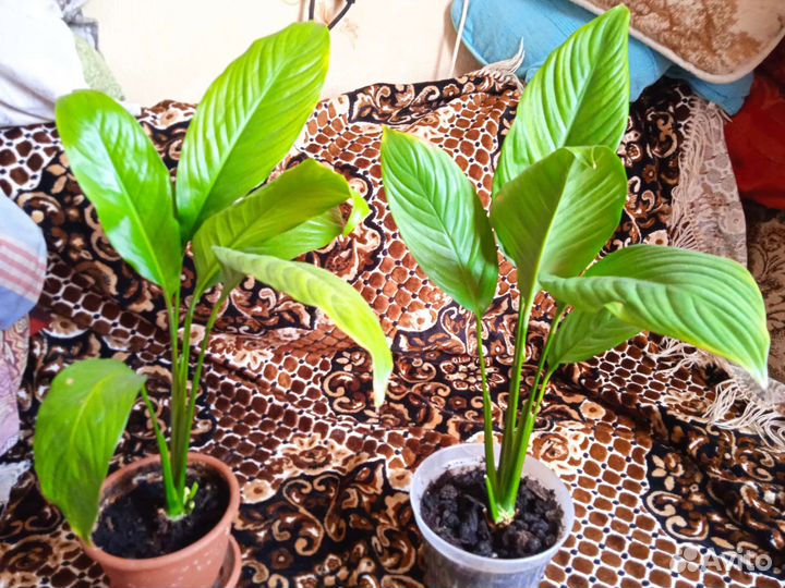 Спатифиллум