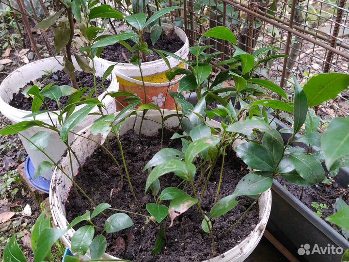 Саженцы лаврового листа