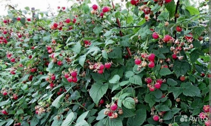 Саженцы малины