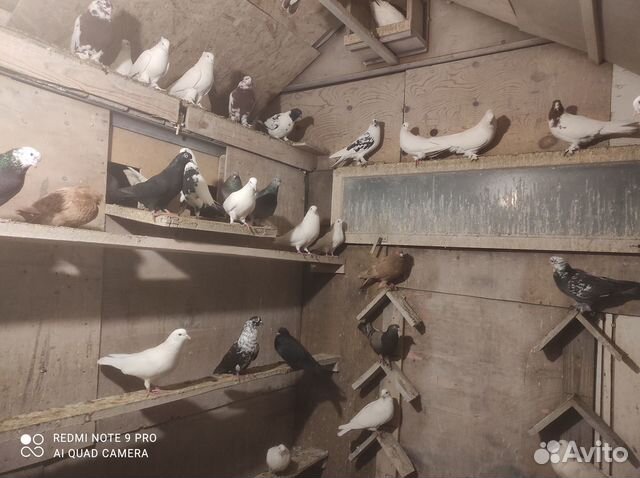 Продажа голубей
