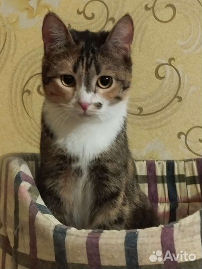 Кошка Жанна
