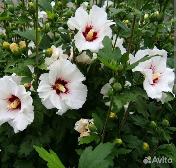 Гибискус сирийский садовый