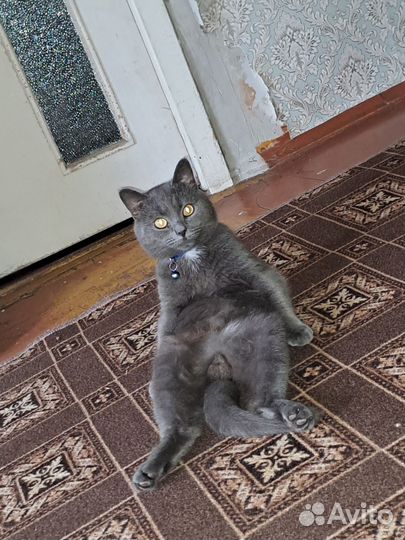 Кошка и кот в добрые руки