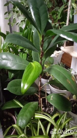 Комнатные растения цветы большие