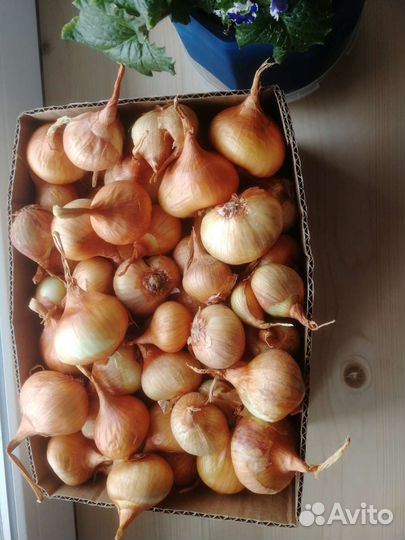 Лук семейка. Смесь. Севок.На посадку осенью