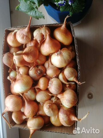 Лук семейка. Смесь. Севок.На посадку осенью