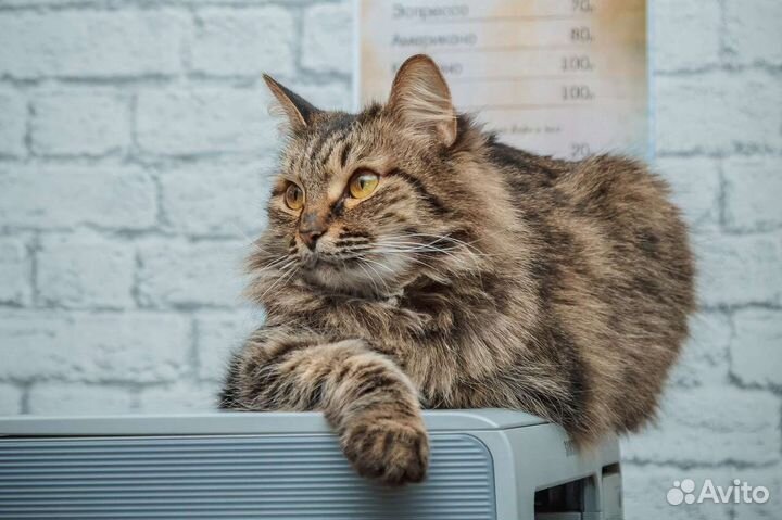 Муся ищет дом