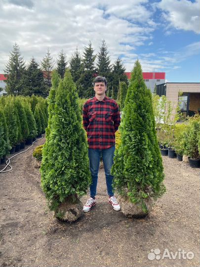 Туя Смарагд