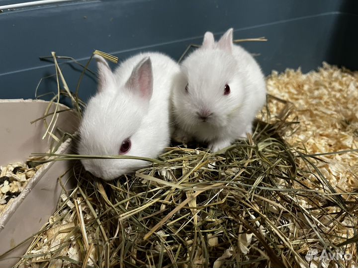 Декоративные пуховые кролики