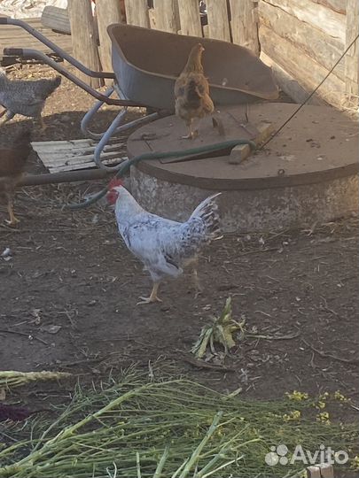 Молодые петухи