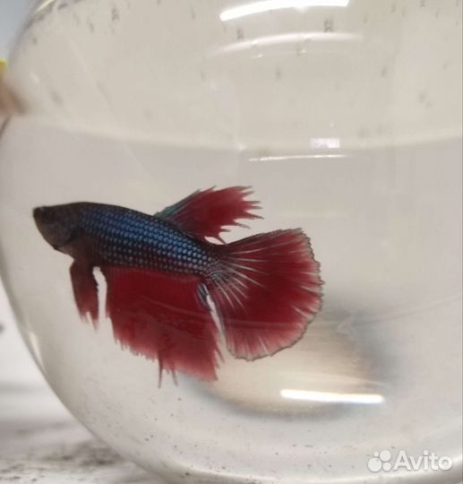 Рыбка петушок