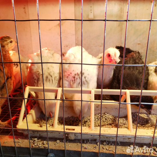 Цыплята подрощенные (петрушки)