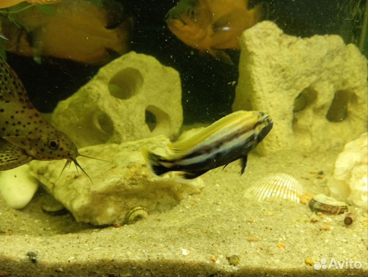 Ауратус меланохромис, Сом синодонтис(перевёртыш)