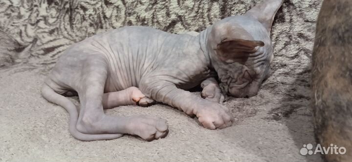 Донской сфинкс