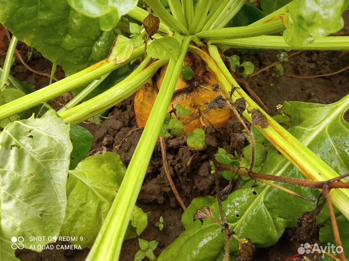 Семена кормовой свеклы