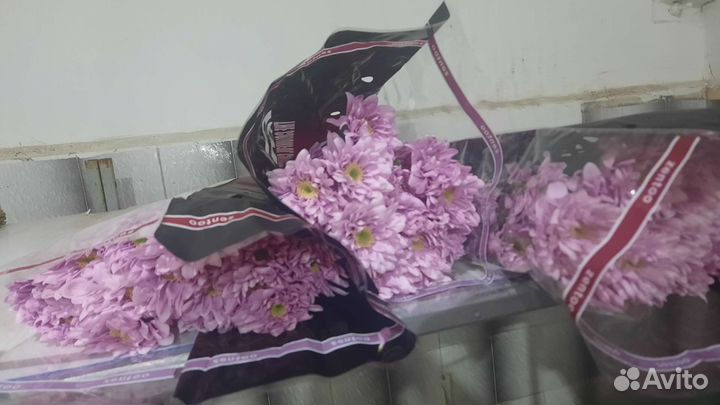 Хризантемы Кустовые