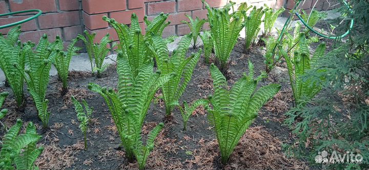 Папоротник Страусник обыкновенный