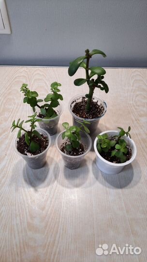 Комнатные растения бесплатно