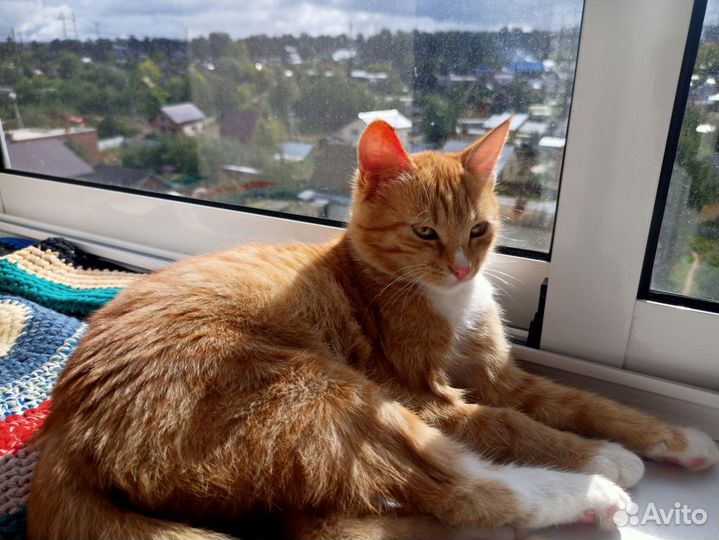 Котята ищут дом