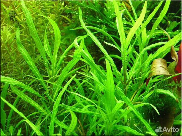 Аквариумные растения в дар