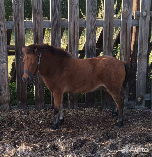Кобылка пони аппалуза