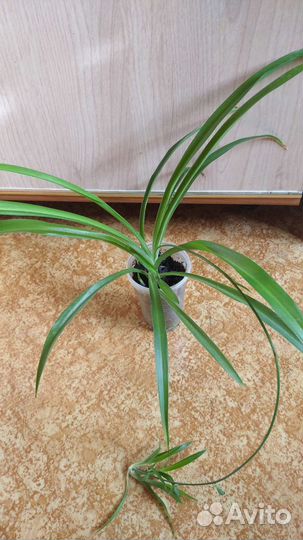 Хлорофитум