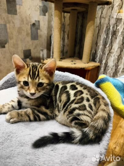 Бенгальская