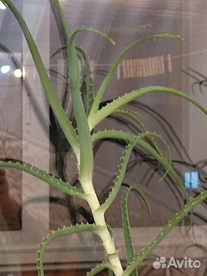 Комнатные цветы алоэ