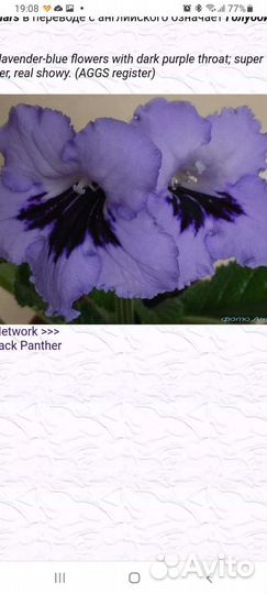 Стрептокарпусы