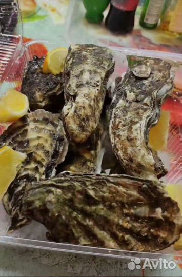 Крымская Устрица