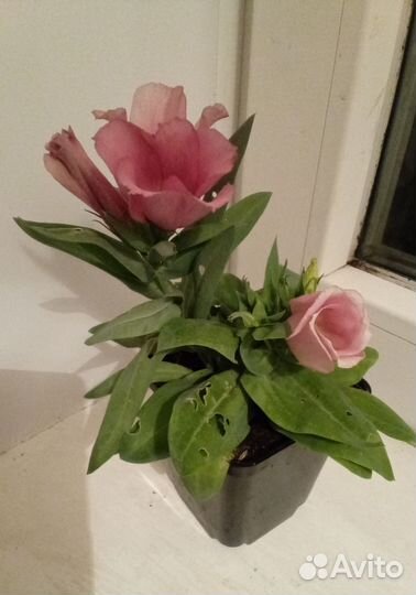 Комнатные цветы