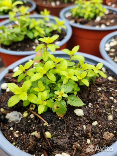 Вероника простертая Золото Ацтеков