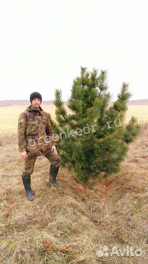 Саженцы Кедр 180-220 см