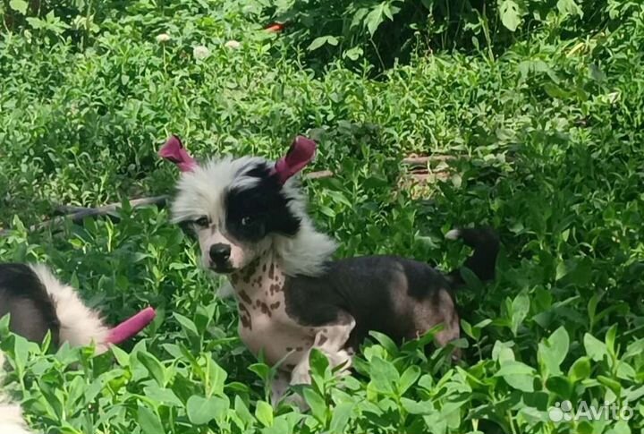 Китайская хохлатая